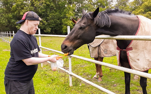 Stephen feeding a horse over a fence in a paddock